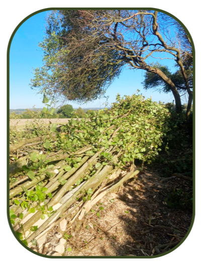 Country Hurdles and Hedgelaying
