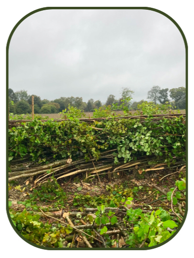 Country Hurdles and Hedgelaying