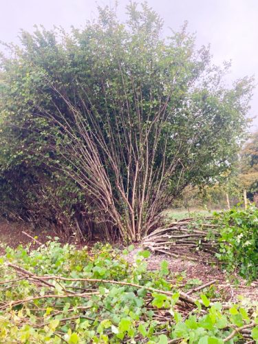 Country Hurdles and Hedgelaying