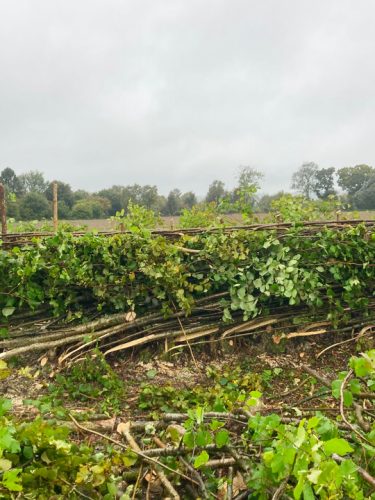 Country Hurdles and Hedgelaying
