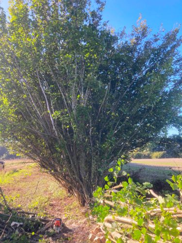 Country Hurdles and Hedgelaying